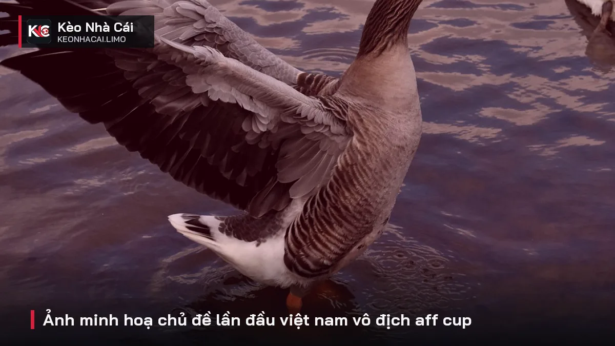 Ảnh minh hoạ chủ đề lần đầu việt nam vô địch aff cup