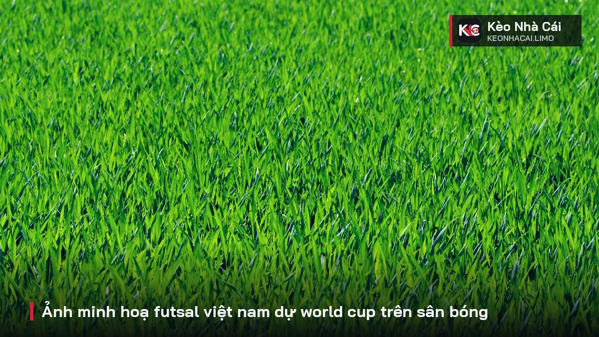 Ảnh minh hoạ futsal việt nam dự world cup trên sân bóng
