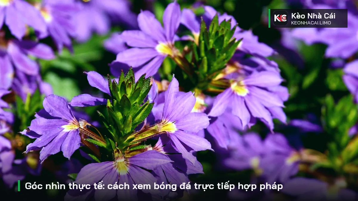 Góc nhìn thực tế: cách xem bóng đá trực tiếp hợp pháp
