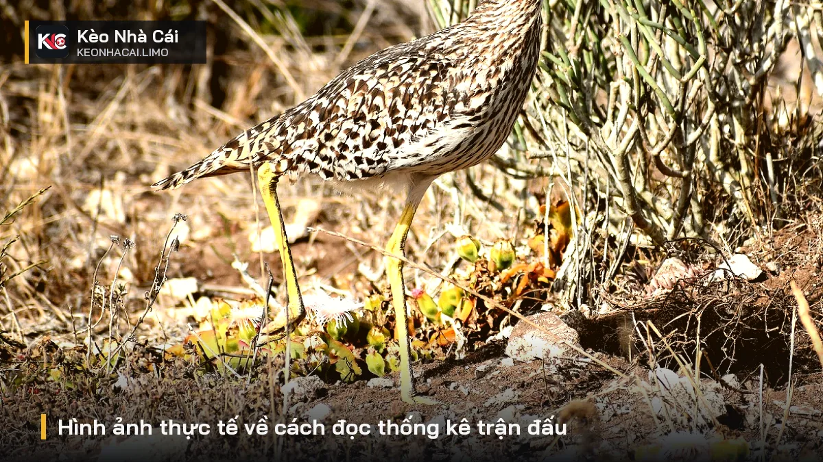 Hình ảnh thực tế về cách đọc thống kê trận đấu