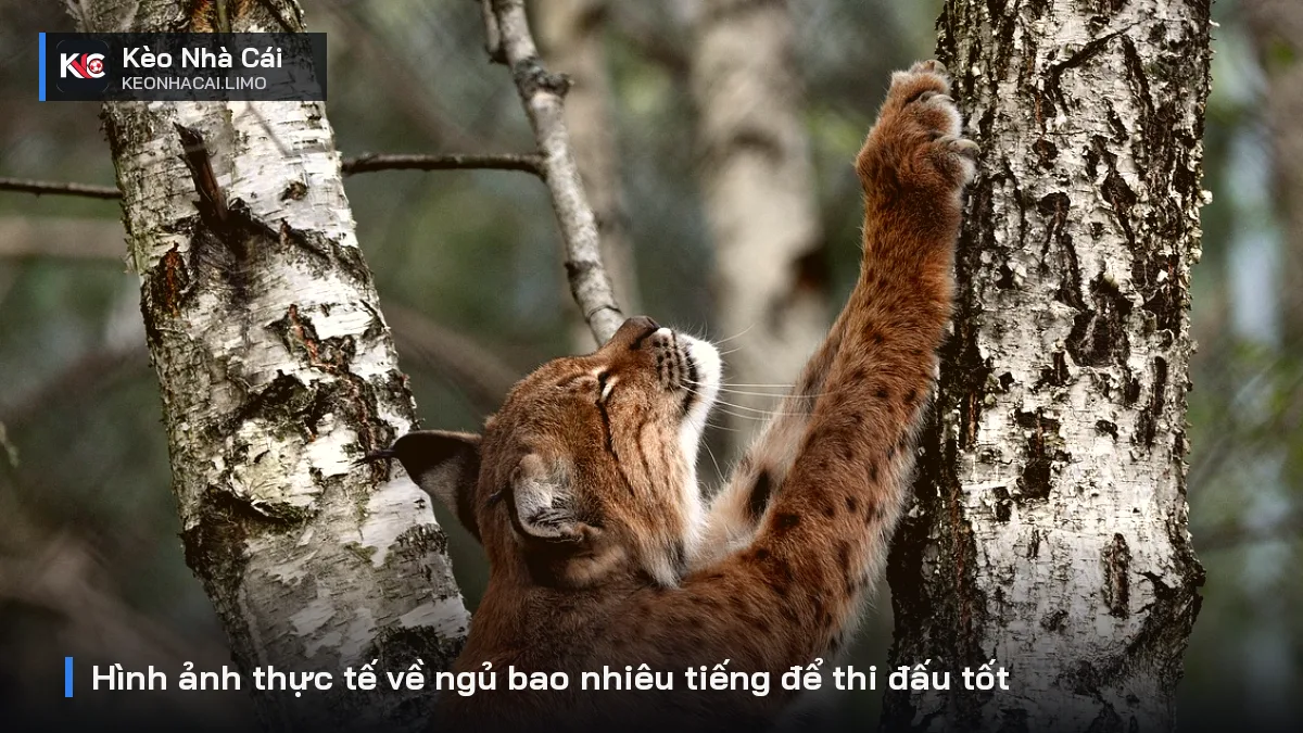 Hình ảnh thực tế về ngủ bao nhiêu tiếng để thi đấu tốt